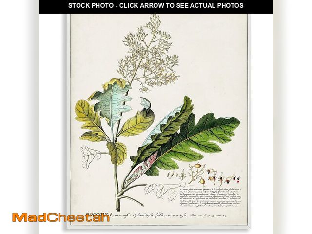 Lot 74-13382566 - Stupell Industries Botanical Plant Illustration Leaves Vintage Design, Design by World Art Group, Wh...