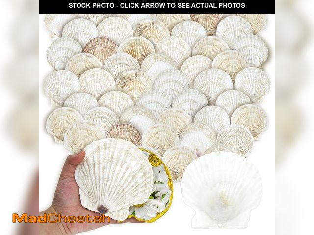Lot 74-12121331 - stonechic 50PCS Scallop Shells for Crafts Large 4''-5'' White Beach Natural Shells Bulk for Decoupag...