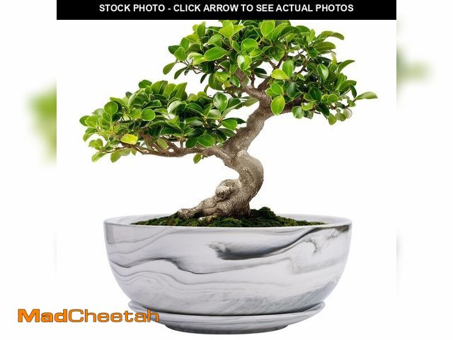 Lot 74-13543266 - G EPGardening Bonsai Pots, 8 Inch Marble Pattern Ceramic Succulent Pot with Drainage Hole and Plant ...