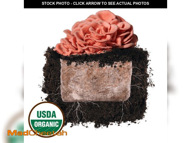 Lot 74-14359443 - Pink Oyster 'Plant &amp; Grow' Mushroom Starter Block - UNUSED