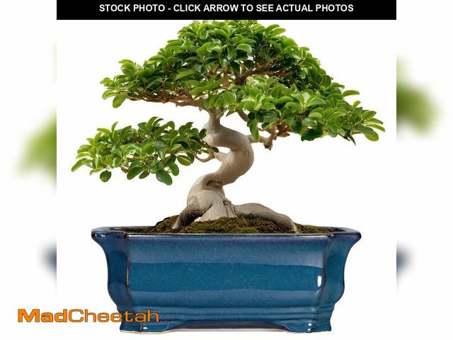 Lot 74-14273000 - Teagas Bonsai Tree Pot - 13.7 Inch Large Ceramic Succulent Planter for Indoor Outdoor, Rectangle Pla...