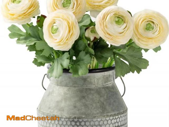Lot 74-12303492 - Artificial Ranunculus Flowers with Real Touch Stem, Silk Ranunculus Flowers (6 Pack) (White) - UNUSE...