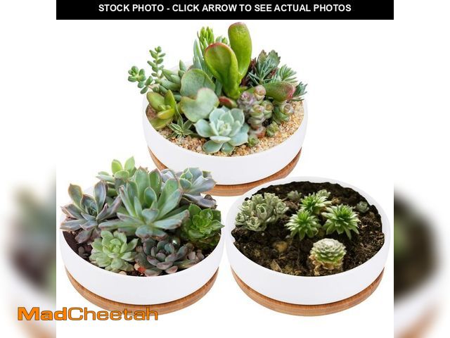 Lot 74-12974389 - Lawei 3 Pack 6 inch Round Succulent Cactus Planter Pots with Drainage Bamboo Tray - Garden Ceramic F...