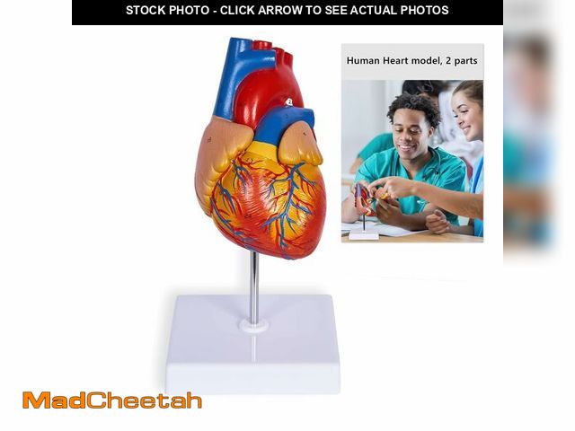 Lot 74-12710154 - breesky Life Size Human Heart Model, Anatomically Accurate 2-PartMedical Model with 48 Anatomical St...