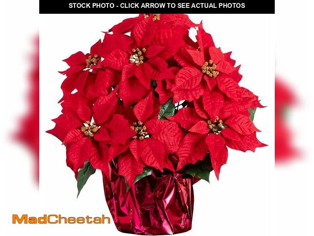 Lot 74-12828029 - Nearly Natural 19in. Artificial Lush Poinsettia Arrangement in Red Wrapped Planter - UNUSED