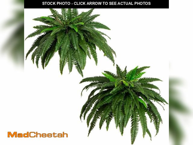 Lot 74-13041602 - Nearly Natural 48-in Artificial Boston Fern, Set of 2, Large Hanging Fake Plant Wall Decor with 67 F...