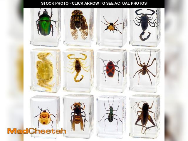 Lot 74-11545124 - 12 Pcs Insect Resin Specimen, Real Bugs Kit for Kids Science Toy Biology Education Insect Collection...