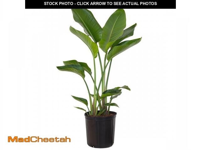 Lot 74-12513535 - United Nursery Live White Bird of Paradise Plant 26-32 inches Tall in 9.25-inch Grower Pot - UNUSED