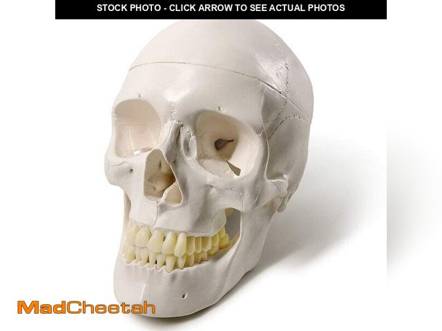 Lot 74-12971847 - EVOTECH SCIENTIFIC Human Adult Skull Anatomical Model, Medical Quality, Life Size (9" Height) - 3 Pa...