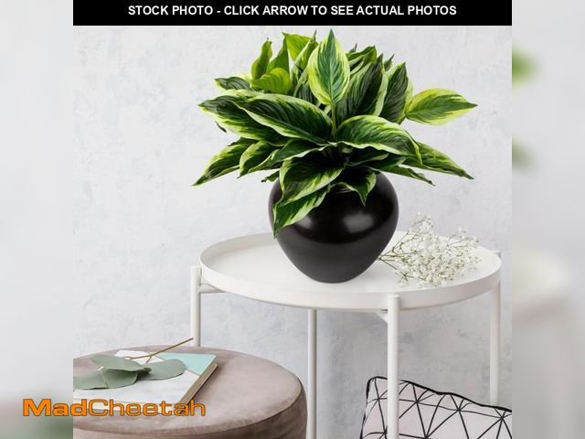 Lot 74-12302654 - 4Pcs 17.7" Artificial Halcyon Hosta Perennial Plants Faux Green Dieffenbachia Plant Greenery Aesthet...
