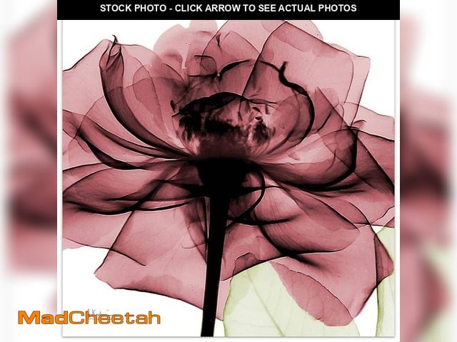 Lot 74-13770693 - Empire Art Direct "Chianti Rose II" Frameless Free Floating Tempered Glass Panel Graphic Wall Art - ...