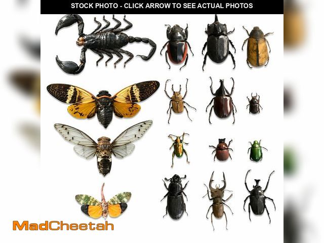 Lot 74-14293415 - 15 Real Beetle Bee Cicada Scorpion Preserved Specimen Dried Insect Dead Bug Unmounted Raw Oddity Tax...
