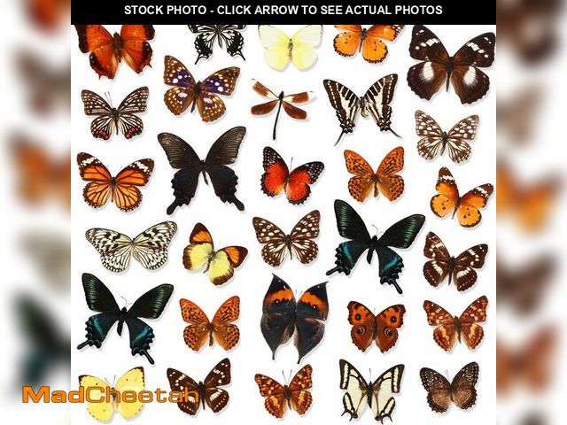 Lot 74-14065398 - Thyle 30 Pcs Real Taxidermy Butterfly Specimen Artwork Material Decor Natural Unmounted Butterfly Co...