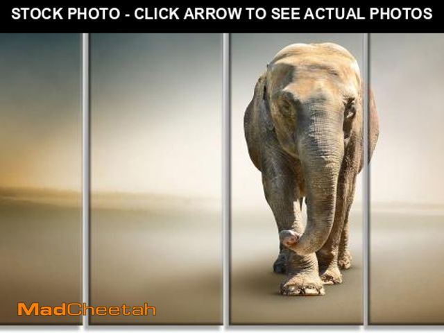 Lot 74-12508316 - Design Art PT13441-48-28-4P Smart Elephant WalkingLarge Animal Art on Canvas, 48x28-4 Equal Panels -...