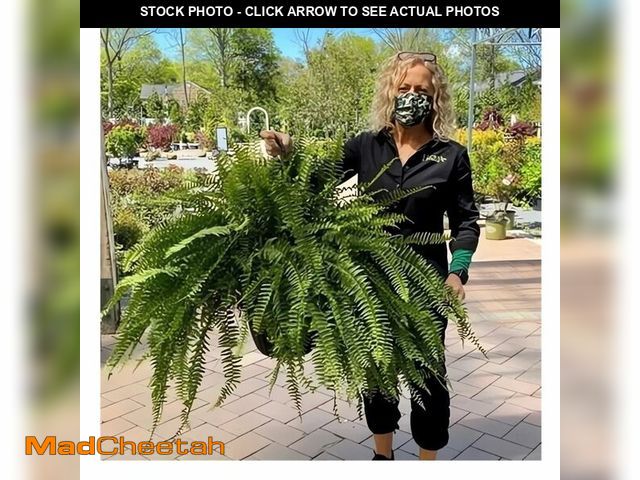 Lot 74-13720970 - UV Resistant Lifelike Artificial Boston Fern - 2024 New Faux Boston Ferns Outdoor Planter Large, Rea...