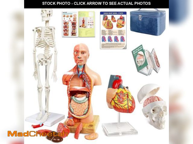 Lot 74-12306297 - EVOTECH SCIENTIFIC Human Body, Skeleton, Heart, Half Size Skull with Brain Models-Best Anatomy Model...