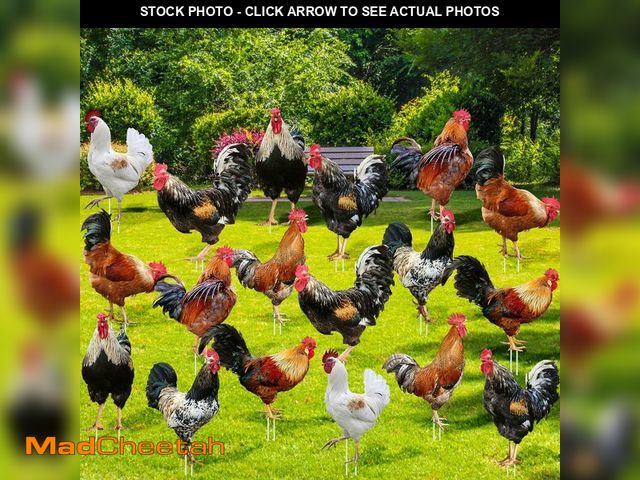 Lot 74-14434235 - Yuntau 18 Pcs Chicken Yard Art Rooster Yard Signs Set with 36 Stakes 9 Styles Chicken Yards Stakes C...