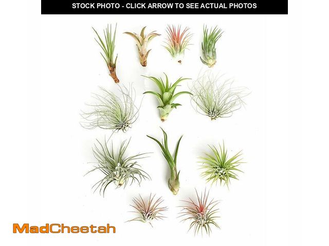 Lot 74-14213435 - Shop Succulents | Assorted Collection of Tropical Tillandsia Air Plant Kit, Hand Selected Variety Pa...
