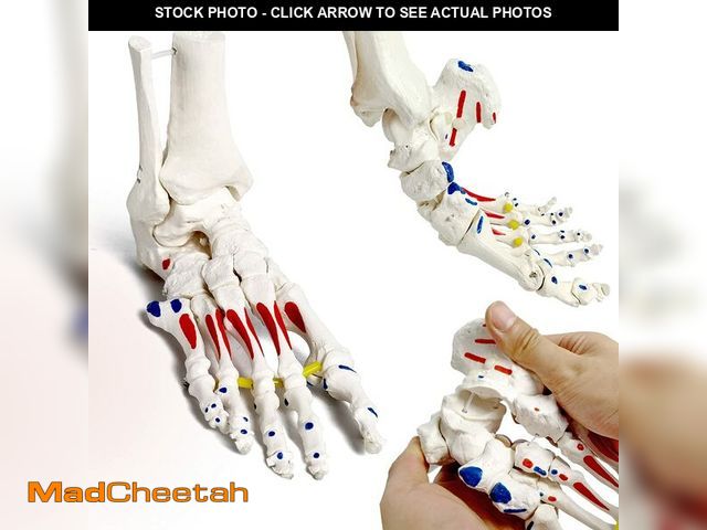 Lot 74-14267224 - Foot Skeleton Model On Elastic, W/Tibia-Fibula Stump Strung Elastic Bungee Muscle Insertions &amp; O...