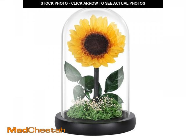 Lot 74-12220852 - SOLUNOX Preserved Sunflowers in Glass Dome Ã¢â¬â Eternal Real Flowers That Last 5 Years, Forever ...