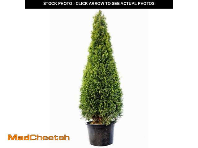 Lot 74-12778262 - Unbranded 5 Gal. Emerald Green Arborvitae Tree - UNUSED