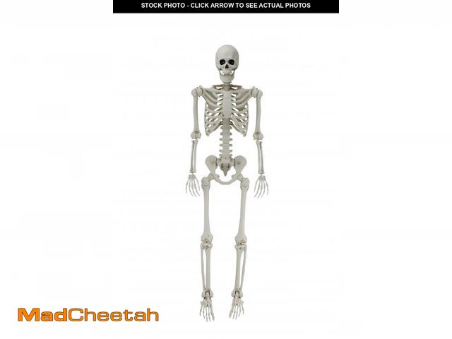 Lot 74-12423682 - 5ft White Poseable Skeleton Decoration, Halloween Outdoor Decor, by Way To Celebrate - UNUSED