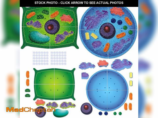 Lot 74-12707080 - VercanMonth 2 Set Giant Felt Animal and Plant Cell Anatomy Model Kits Early Biology Cell Model Life ...