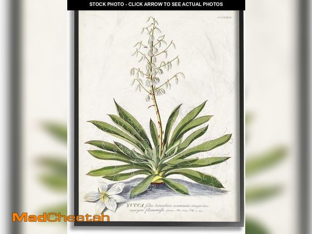 Lot 74-12510525 - Stupell Industries Botanical Plant Illustration Ferns Vintage Design Black Framed Wall Art, Multi-Co...