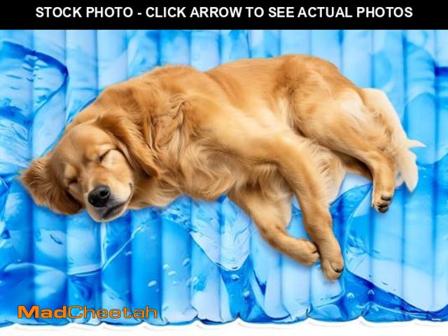 Lot 74-12305659 - Dog Cooling Mat,Pet Cooling Mat for Dogs and Cats,Easy Washable,Suitable for all types of pets,Summe...
