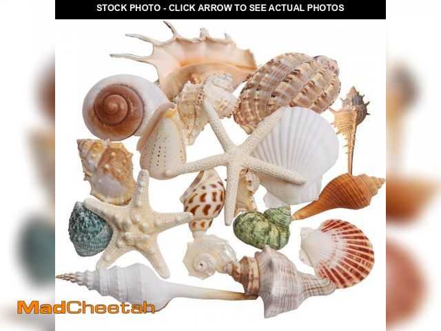 Lot 74-12217228 - JQAQJU Sea Shells Mixed Beach Seashells 20 Kinds, 1.5"-5.5" Various Sizes Large Ocean Shells Conch 2...