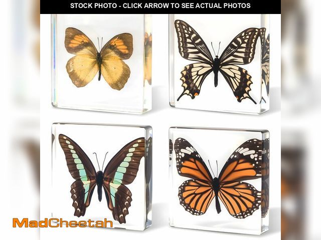 Lot 74-14205529 - 4-Pack Taxidermy Butterfly, Real Butterflies Specimens in Resin - Genuine Resin Butterflies Framed D...