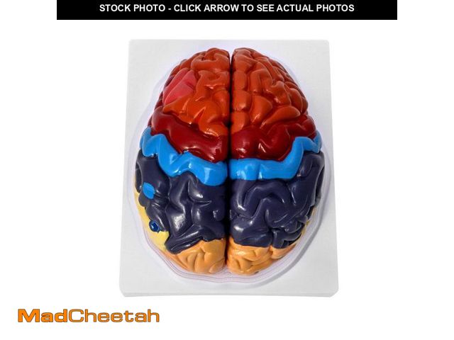 Lot 74-12312066 - QWORK Life-Size Human Brain Anatomical Model, Color-Coded Partitioned Brain, 2 Parts, Anatomically A...