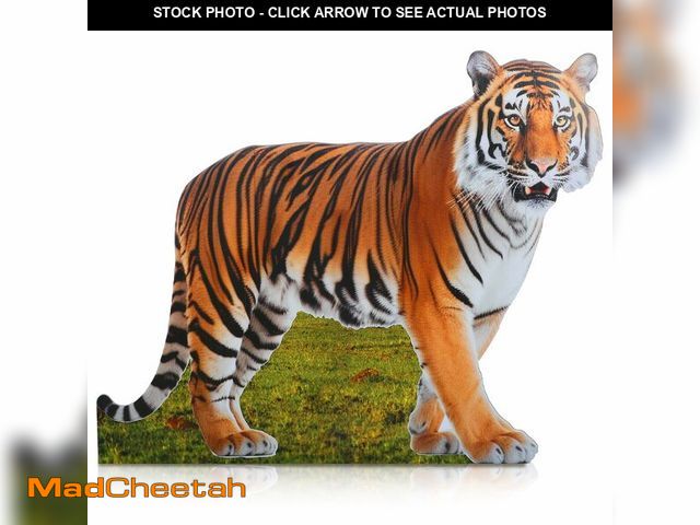 Lot 74-14267509 - Geelin 4ft Tiger Cardboard Cutout Life Size Animal Stand up Safari Jungle Photo Booths Prop Cut Out ...