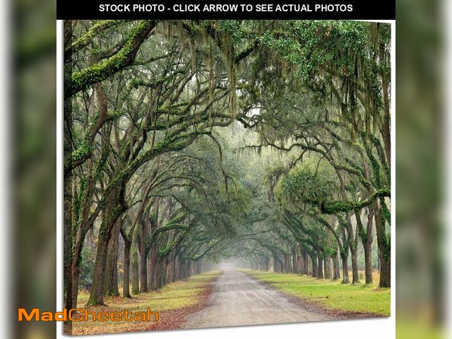 Lot 74-14442715 - Hardy Gallery Landscape Artwork Pictures Canvas Prints: Spanish Moss Covered Green Oak Trees on Fore...
