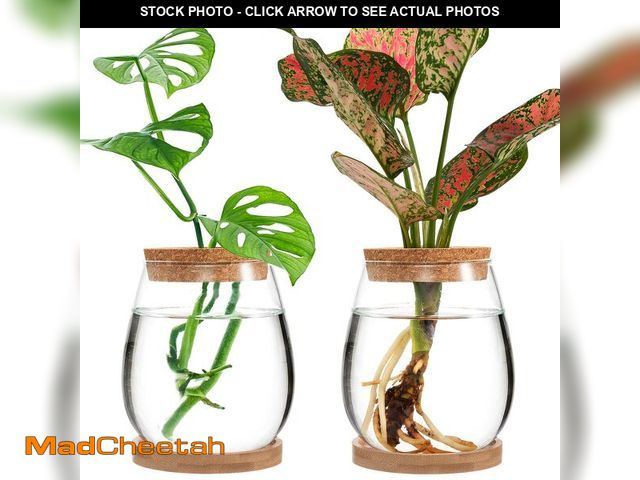 Lot 74-14424082 - Biggun Plants Propagation Station - 2Pcs Desktop Plant Terrarium Glass Hydroponic Vases, Water Plant...