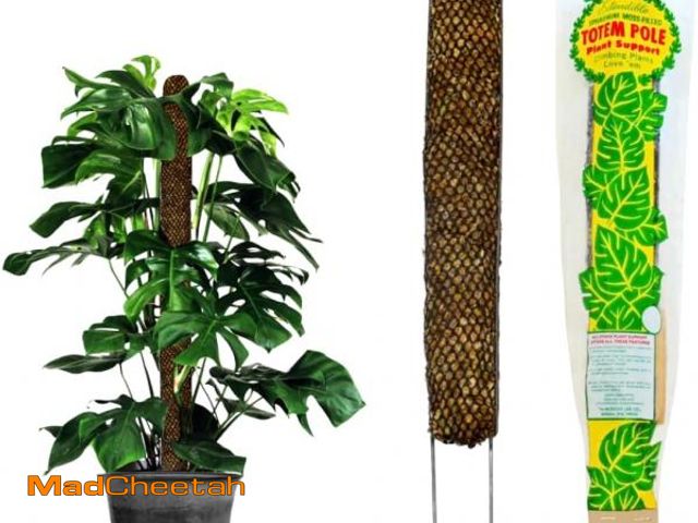 Lot 74-12367695 - Mosser Lee Sphagnum Moss Pole for Indoor Plants, Monstera Moss Pole, Plant Pole Made in USA - Ideal ...