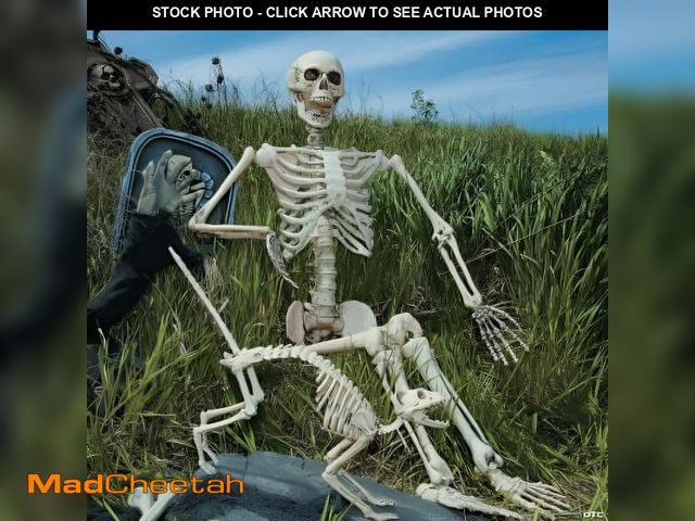 Lot 74-12537624 - 5 Foot Posable Skeleton - Home Decor - 1 Piece - UNUSED
