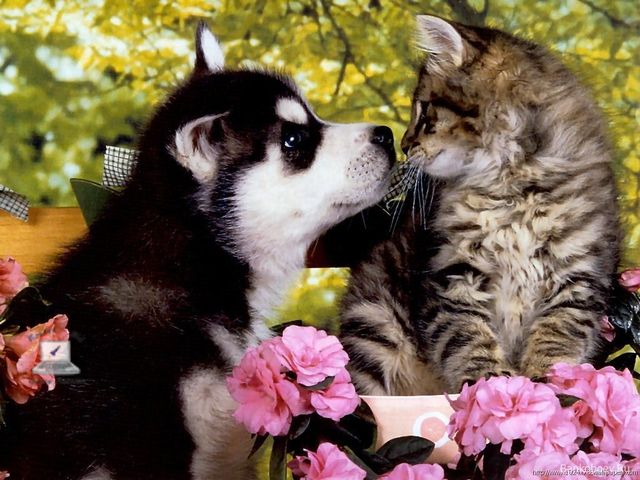 Rocket-Bid Online Auction