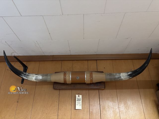 Lot 83-2257 - Mounted Long Horns