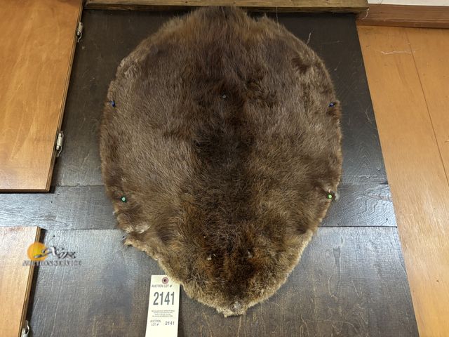 Lot 83-2141 - Beaver Pelt and Coyote Mount