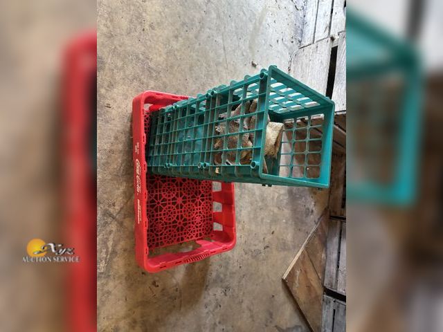 Lot 83-1030 - Plastic Crate and Cartons