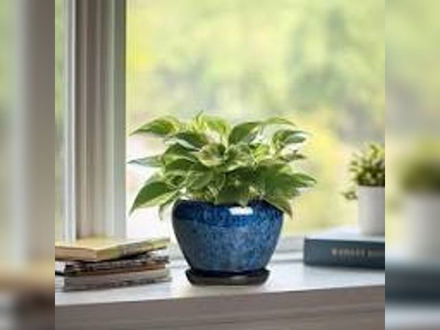 Lot 88-481452 - Paddock 7.15 in Flower pot and Paddock 10 in gardening pot