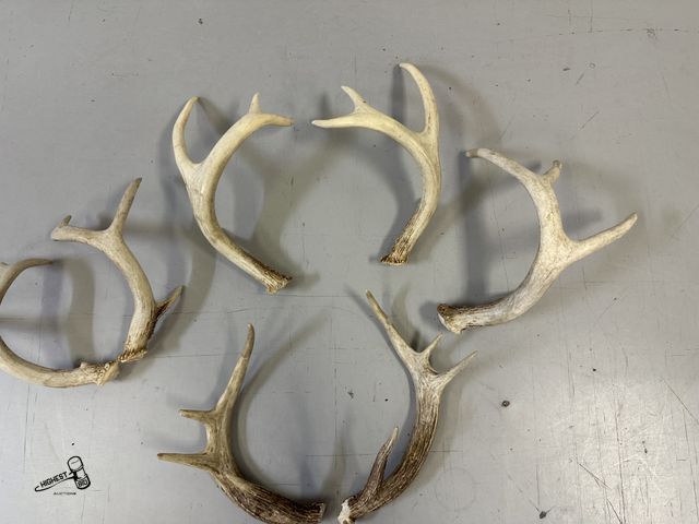 Lot 91-6453 - MULTIPLE ANTLERS