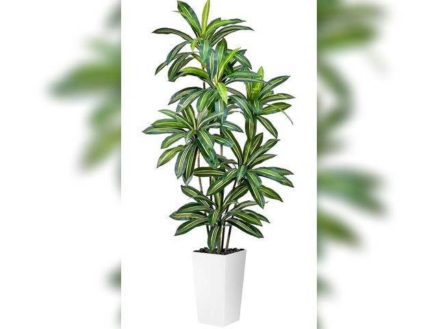 Lot 96-187485 - Artificial Dracaena Tree 5FT Tall Fake Plant with White Pot - Realistic Faux Dragon Tree with Tall P...