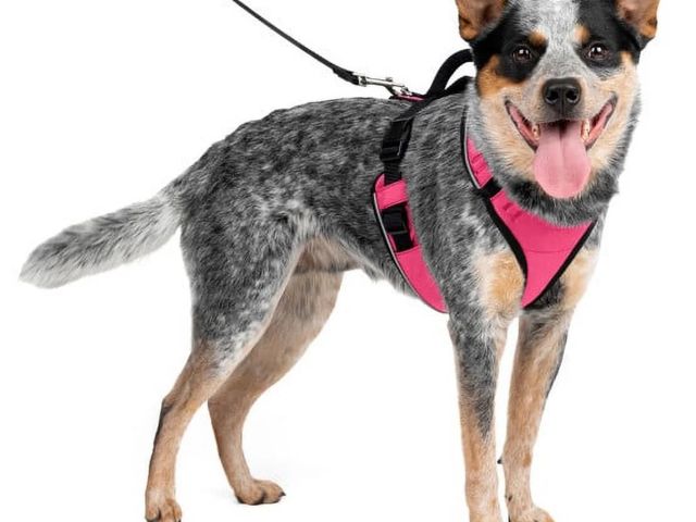 Lot 96-167362 - PetSafe EasySport Dog Harness, Adjustable, Padded with Handle, Reflective, Medium, Pink
New