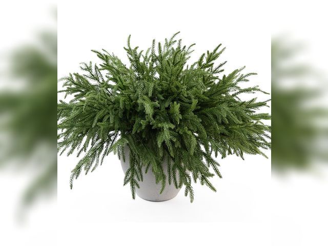 Lot 96-193770 - MISSPIN 12 Pcs 19.5 Inches Christmas Norfolk Pine Branches, Norfolk Pine Artificial Christmas Branch...