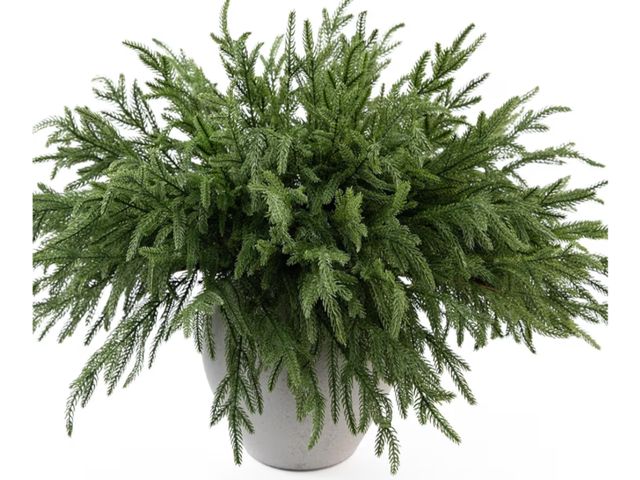 Lot 96-194861 - Case of 20 Pack MISSPIN 12 Pcs 19.5 Inches Christmas Norfolk Pine Branches, Norfolk Pine Artificial ...