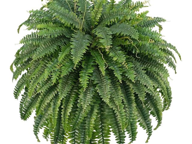 Lot 96-170233 - Artificial Boston Ferns, Fake Bush Plants, Large Faux Ferns with 96 Fronds for Outdoors Home Decor
N...