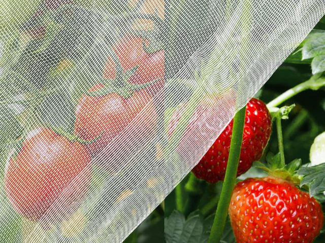 Lot 96-170398 - Garden Insect Proof Net, dimensions unknown New