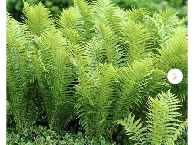 Lot 96-221882 - VAN ZYVERDEN Woodland Plant TN Ostrich Fern Roots (3-Pack) New, health of roots unknown